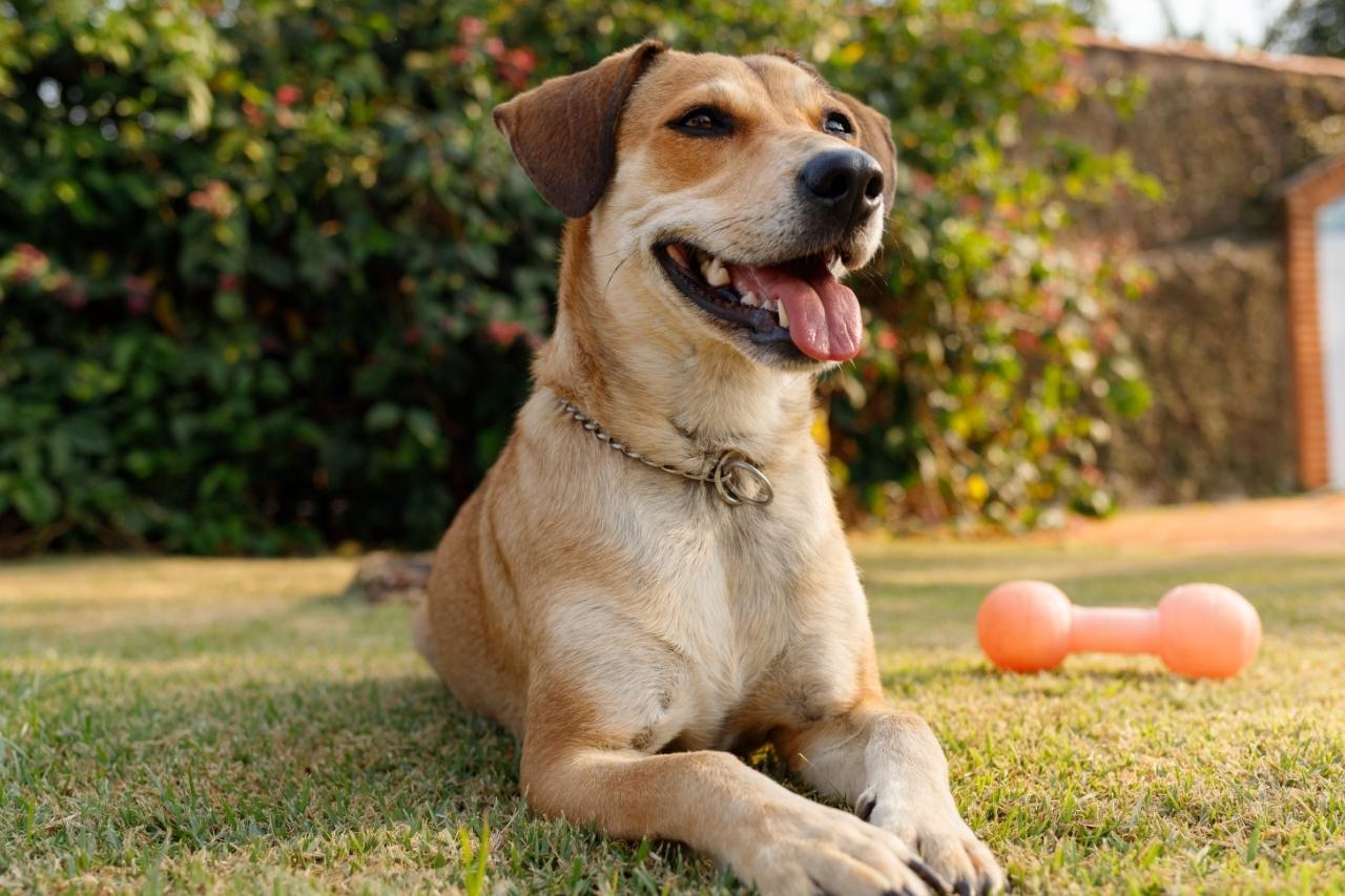 Prefeitura de Caldas Novas oferece exames gratuitos de Leishmaniose em cães