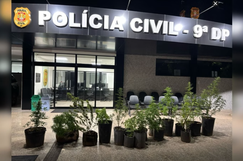 PCDF DESCOBRE PLANTAÇÃO DE MACONHA ESCONDIDA ENTRE MANDIOCAS