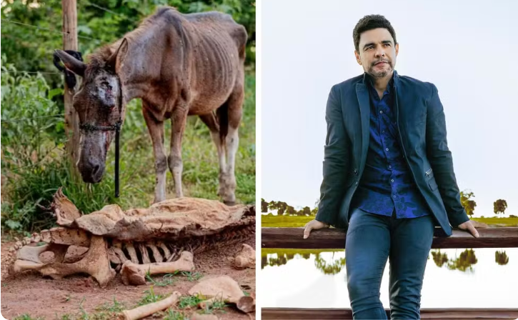 Zezé Di Camargo vai adotar cavalos resgatados de abatedouro clandestino em Anápolis