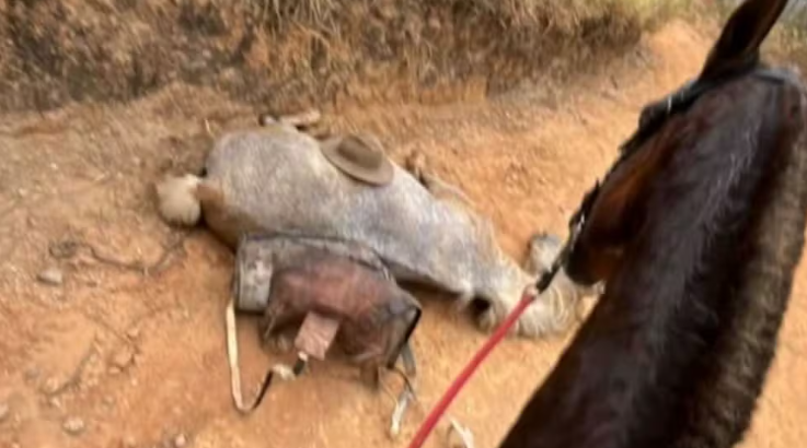 Caso de cavalo mutilado com facão em SP causa revolta; famosos cobram justiça