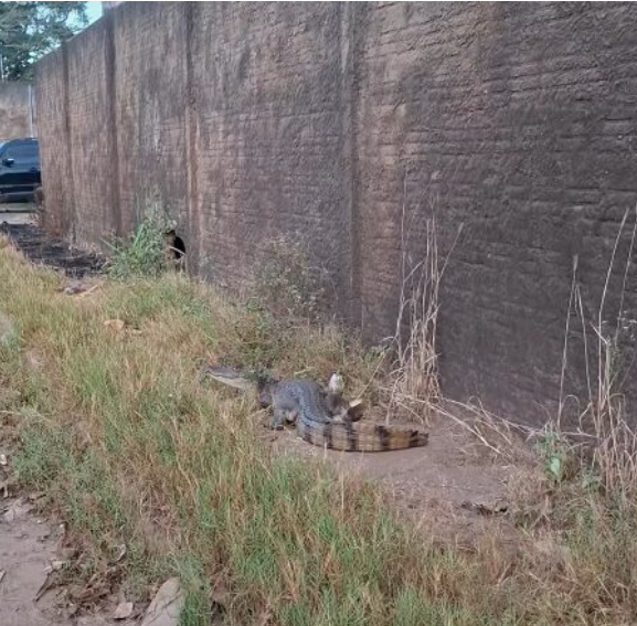 Vídeo de jacaré em Valparaíso de Goiás é falso; imagens foram gravadas no Maranhão