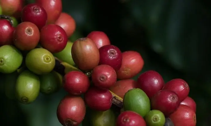 Café arábica avança 1,83% em Nova York com temor sobre oferta